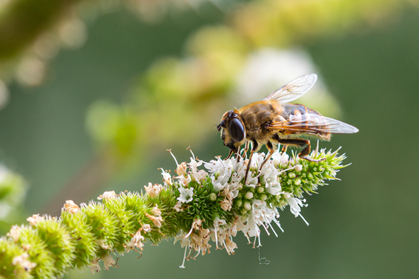 Illustratieve-foto-Impactbeleggen-Thema-Biodiversiteit-1