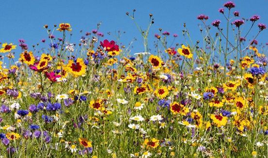 Biodiversiteit-veldbloemen