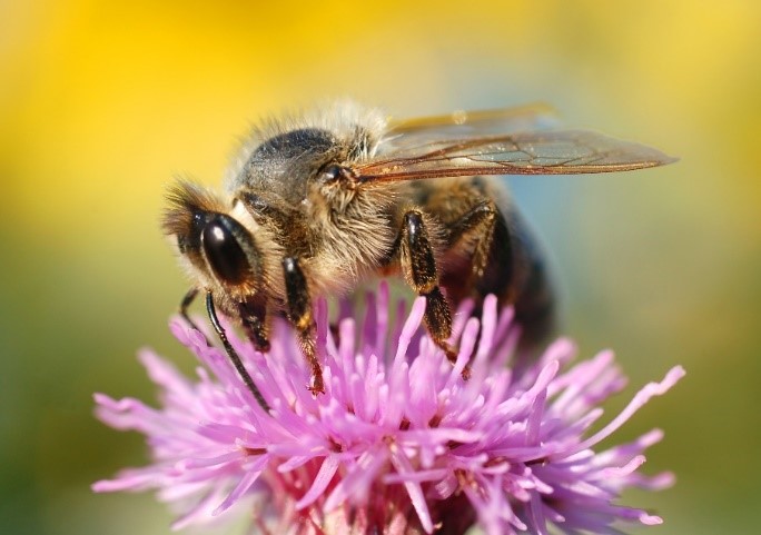 Bloem met bij er op