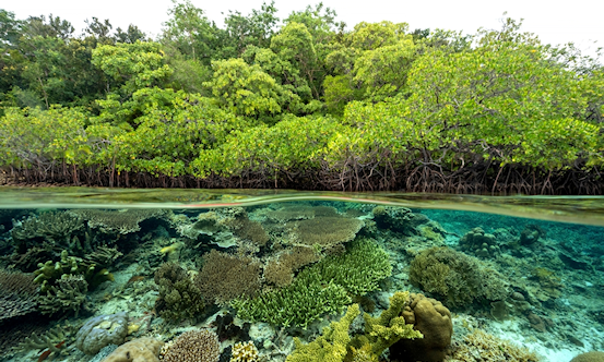 aanpak biodiversiteitsverlies